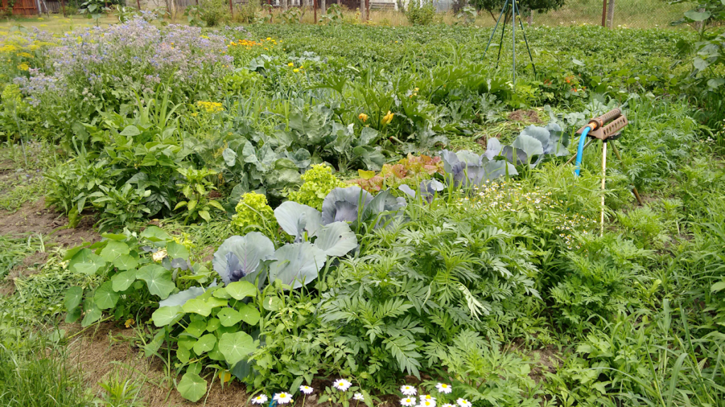 Gemüse anbauen | Ackertante