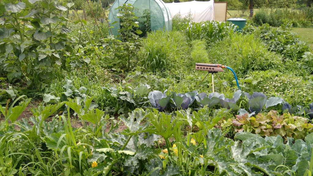 Gemüse anbauen | Ackertante