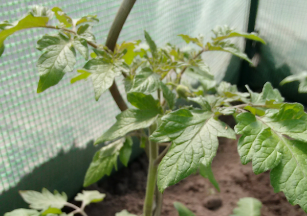 Tomatenpflanzen aus Geiztrieben ziehen | Ackertante