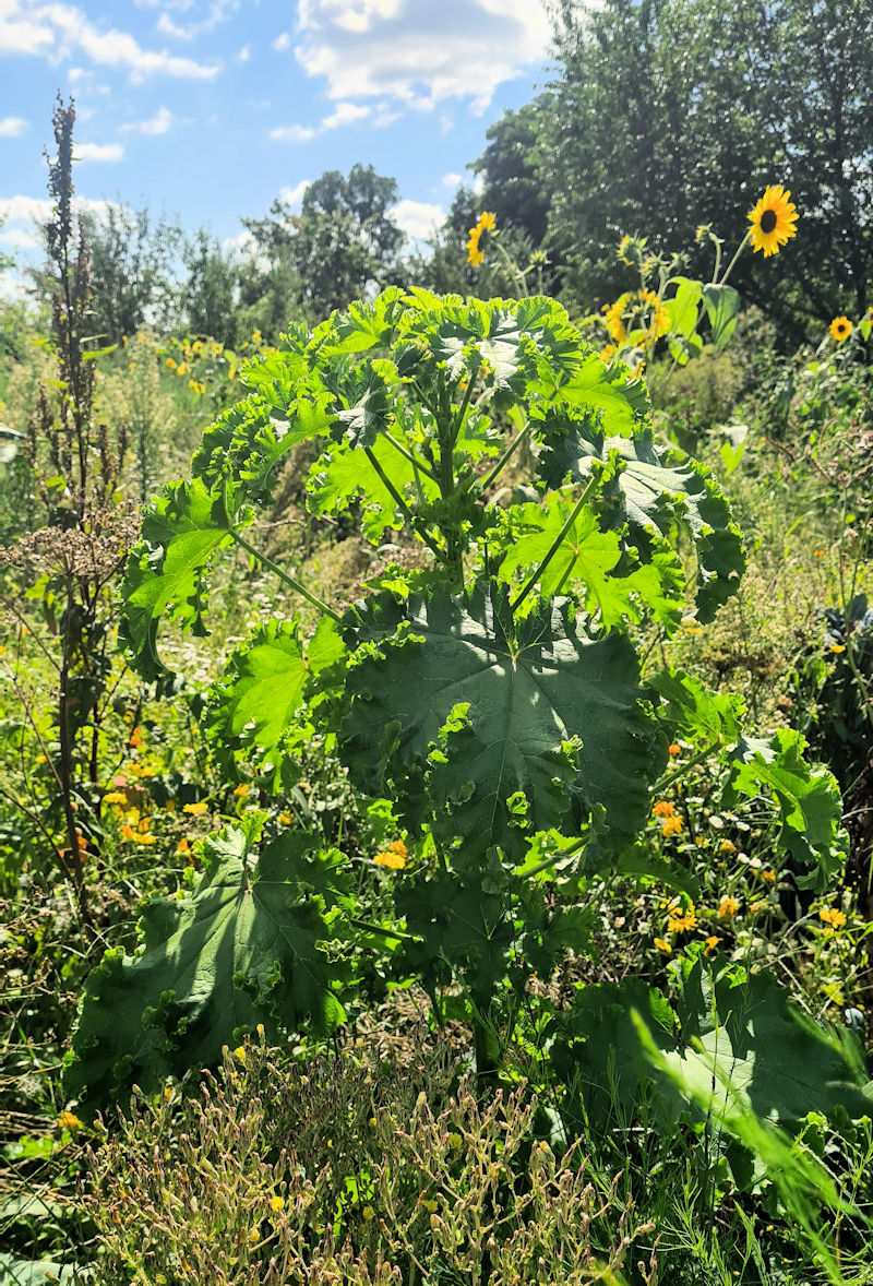 erdbeer saatgut Saatgut Erdbeere 'Grandian F1' - Fragaria x ananassa grandian f1